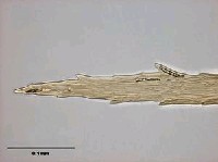 腐木苔屬藏品圖，第9張